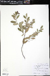 Chamaedaphne calyculata image