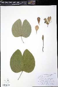 Bauhinia variegata image