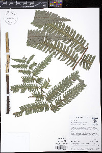 Diplazium lindbergii image