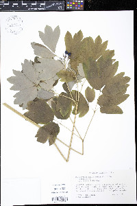 Caulophyllum thalictroides image