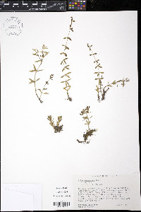 Sedum sarmentosum image