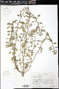 Dysphania pumilio image