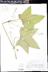 Echinocystis lobata image