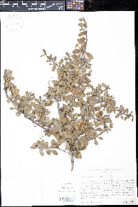 Ceanothus prostratus image