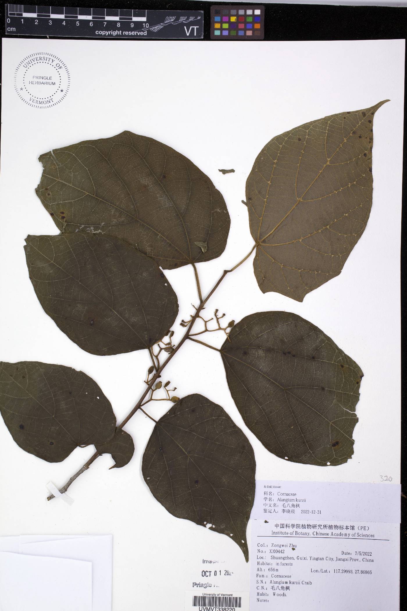 Alangium kurzii image