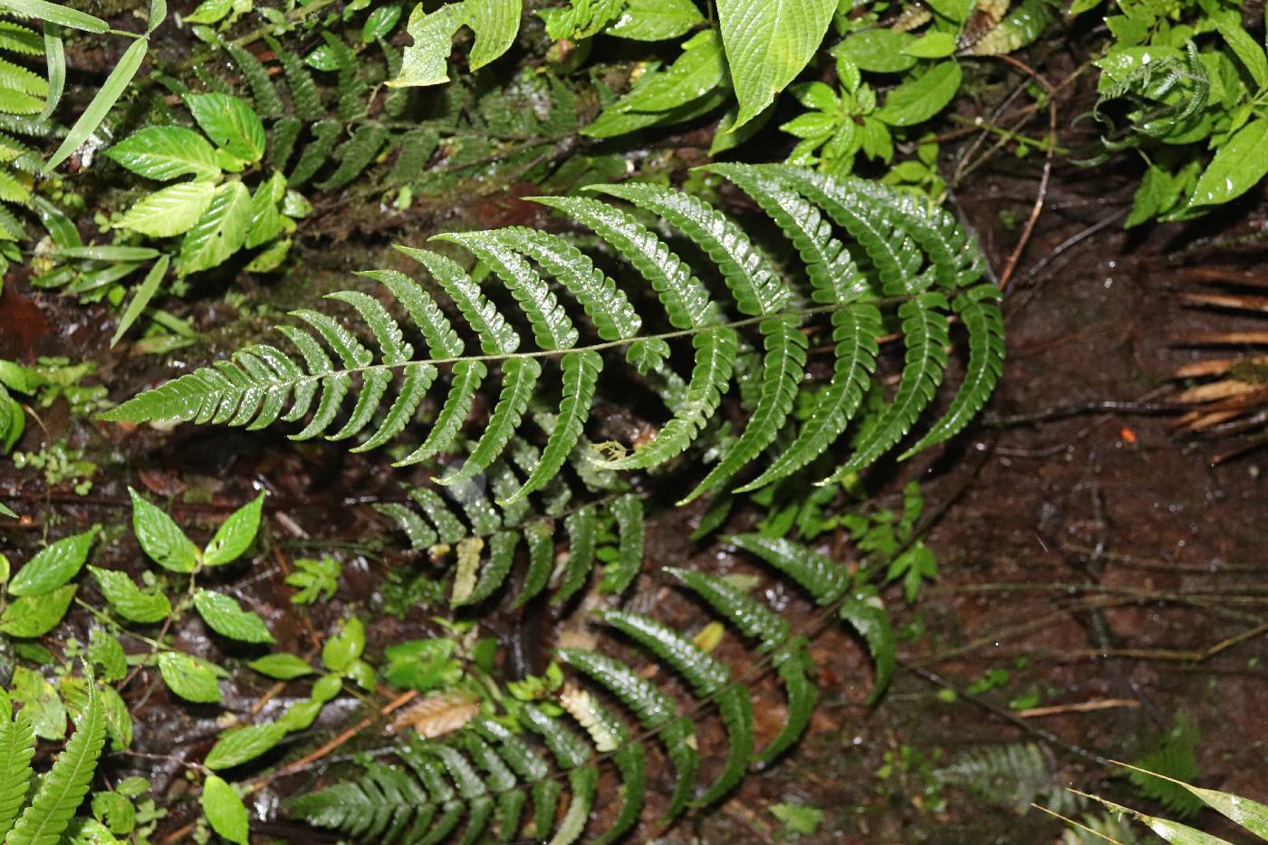 Megalastrum image