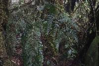 Polybotrya altescandens image