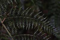 Polybotrya altescandens image