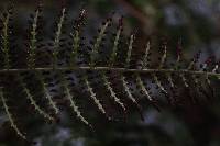 Polybotrya altescandens image