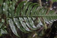 Polybotrya altescandens image