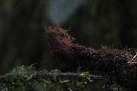 Polybotrya altescandens image