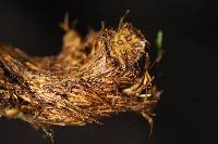 Polybotrya altescandens image