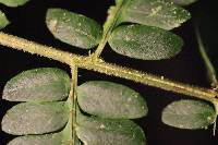 Polybotrya altescandens image