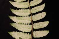 Polybotrya altescandens image