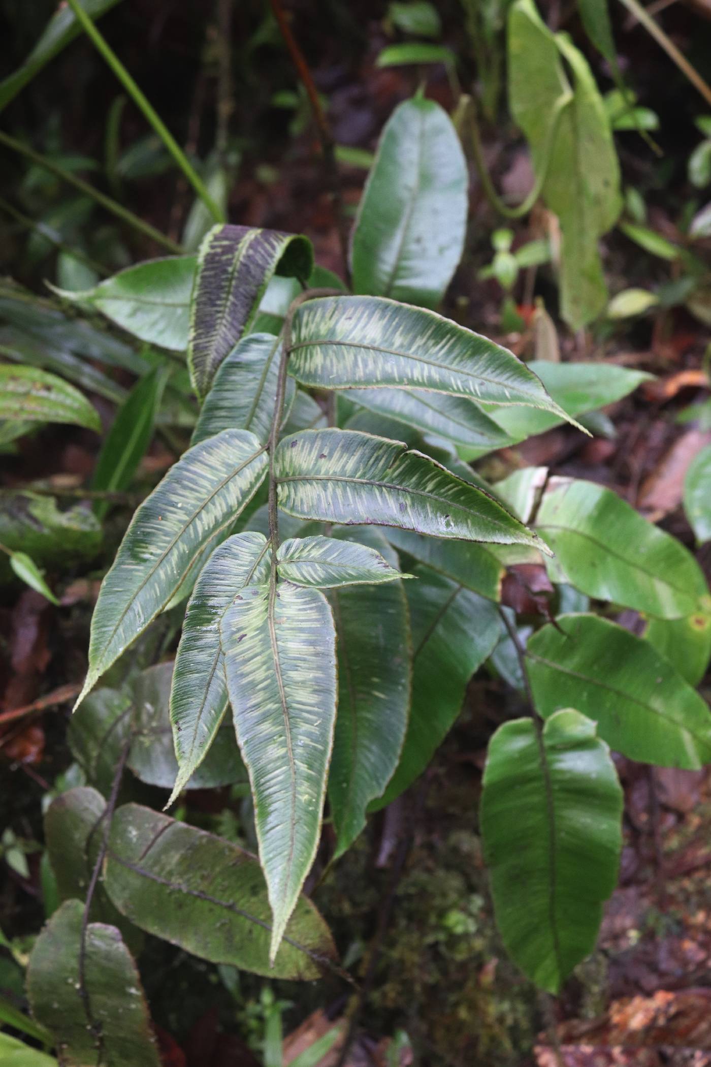 Desmophlebium image