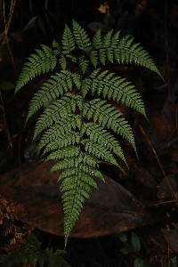 Olfersia ochropteroides image