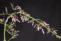 Palicourea angustifolia image