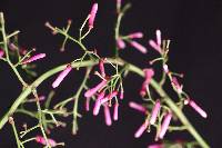 Palicourea angustifolia image