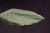 Palicourea angustifolia image