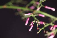 Palicourea angustifolia image
