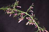 Palicourea angustifolia image