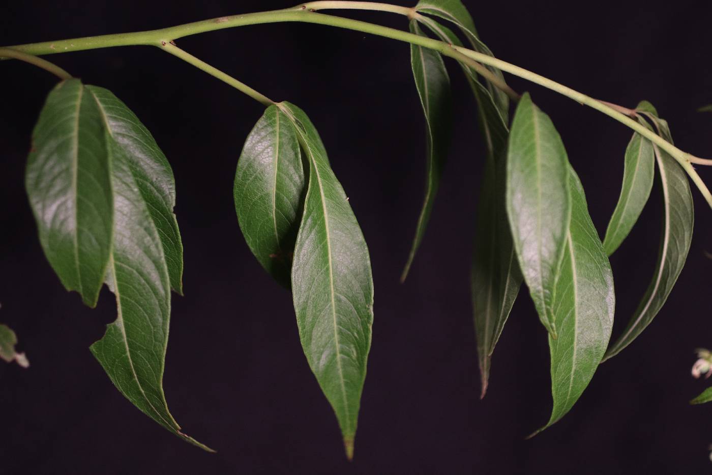 Tovariaceae image