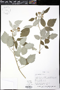 Rubus leucodermis image