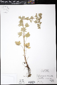 Potentilla rivalis image