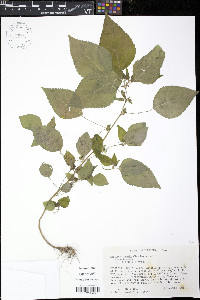 Acalypha deamii image