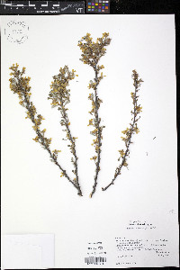 Purshia tridentata image