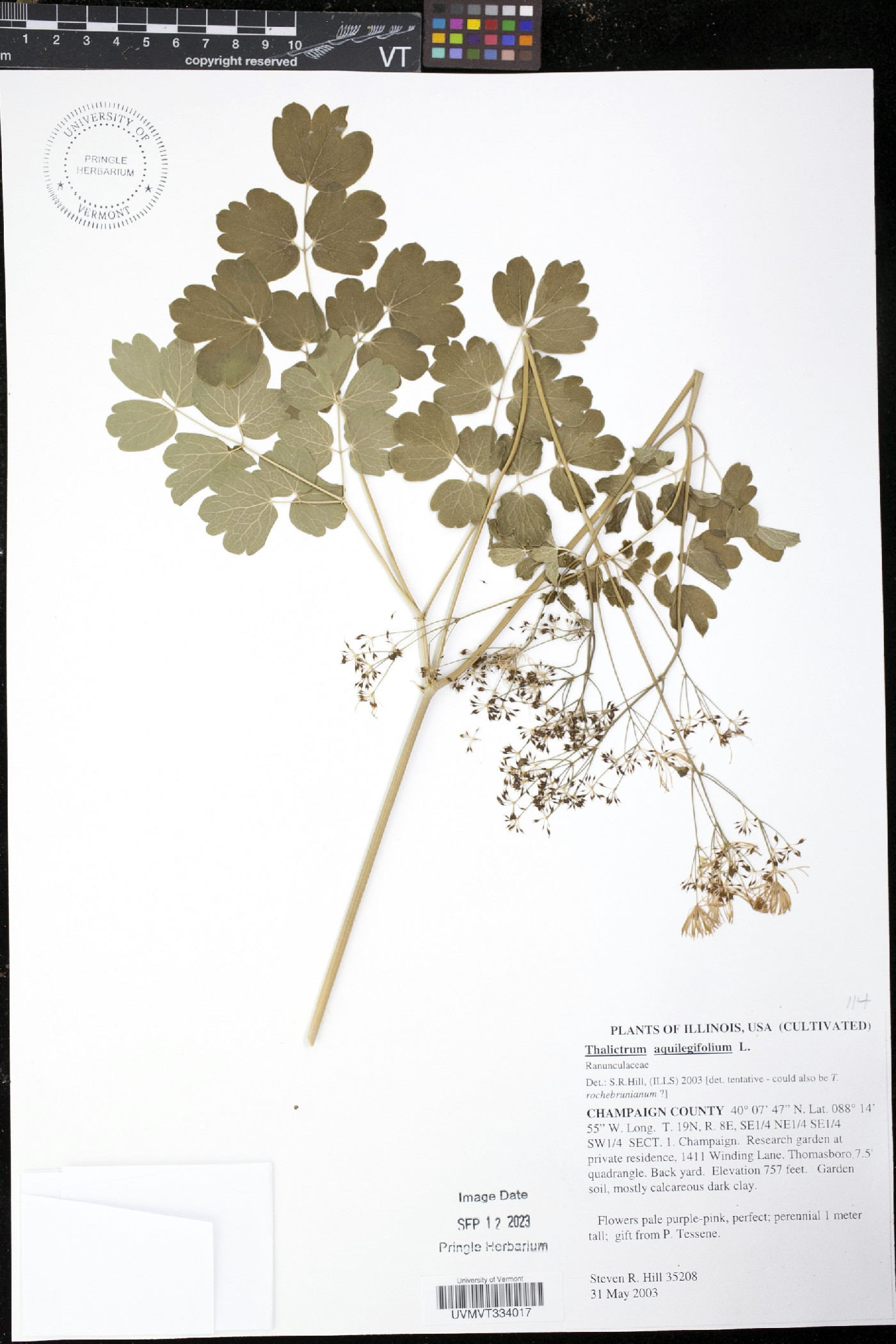 Thalictrum aquilegifolium image