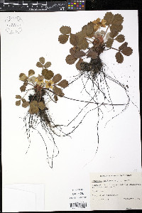 Fragaria chiloensis image