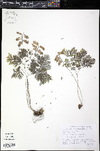 Dicentra canadensis image