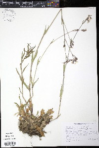 Silene flos-cuculi image