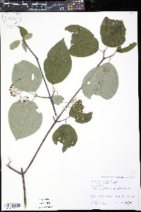Cornus rugosa image