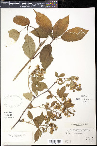 Rubus canadensis image