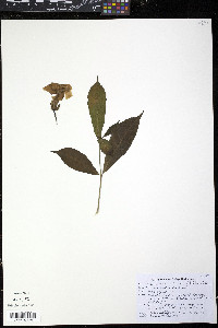 Pentalinon luteum image