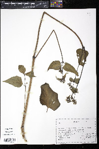 Mirabilis nyctaginea image