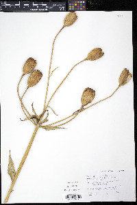 Lilium canadense image