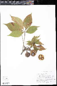 Aesculus glabra image