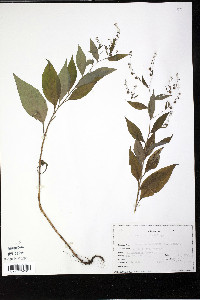 Hackelia virginiana image