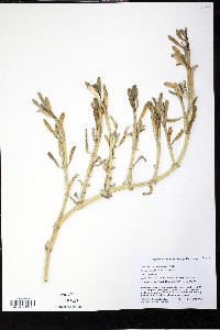 Sesuvium portulacastrum image