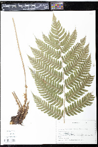 Dryopteris goldieana image