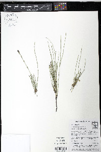 Equisetum bogotense image