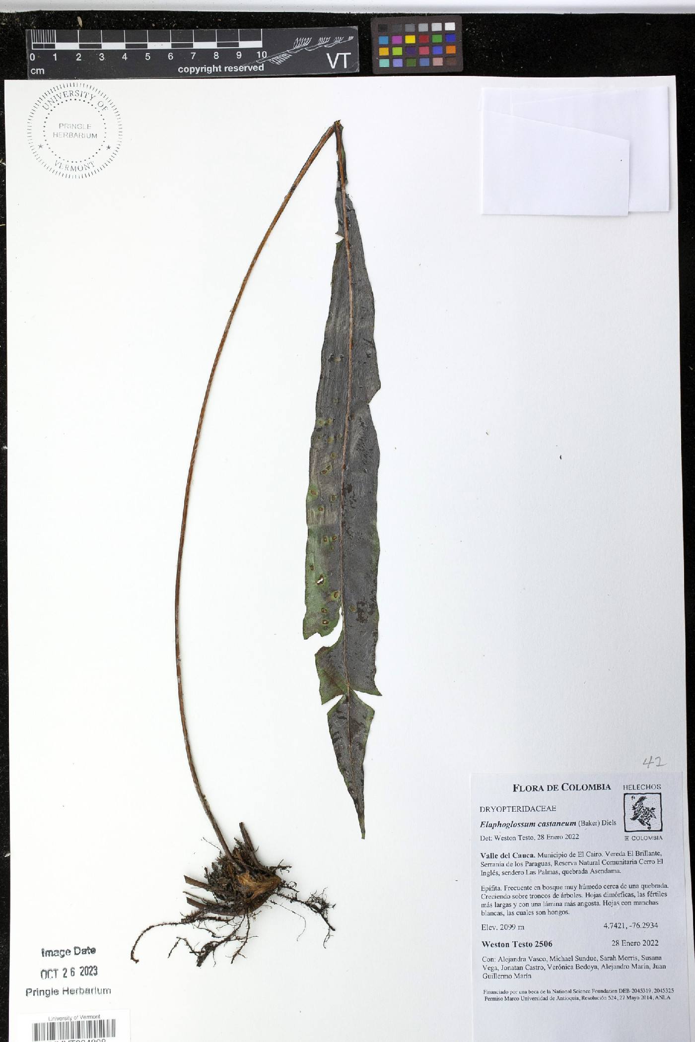 Elaphoglossum castaneum image