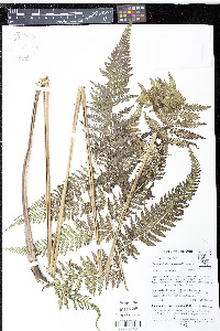 Macrothelypteris torresiana image