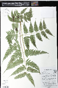 Pteris muricata image