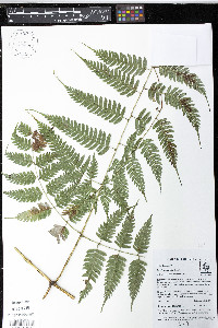 Pteris muricata image