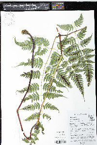 Pteris muricata image