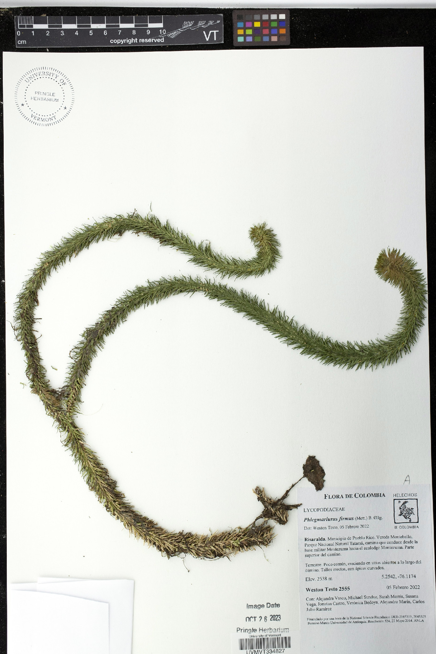 Phlegmariurus firmus image